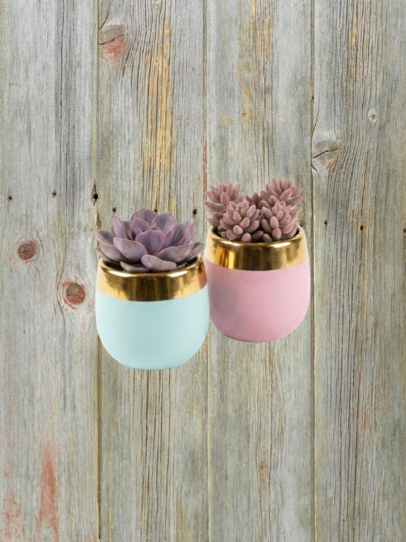 3" GOLD LEAF SUCCULENT PLANT COMBO